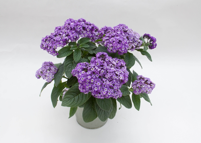 'Marino&trade; Blue' Heliotrope - Heliotropium arborescens from Bloomfield Garden Center