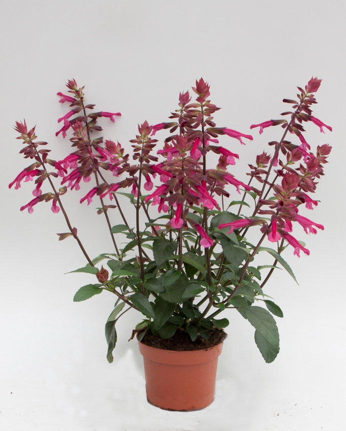 Skyscraper&trade; Dark Purple - Salvia from Bloomfield Garden Center