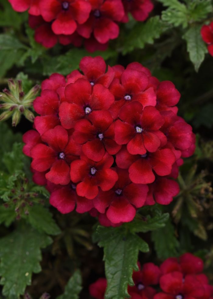 Lascar Vampire - Verbena cultivars from Bloomfield Garden Center