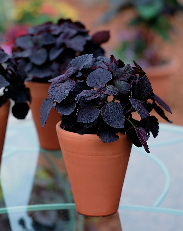 ColorBlaze&reg; ''Dark Star'' - Coleus from Bloomfield Garden Center