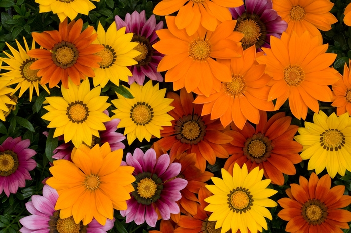New Day&reg; 'Bright Mix' - Gazania rigens from Bloomfield Garden Center