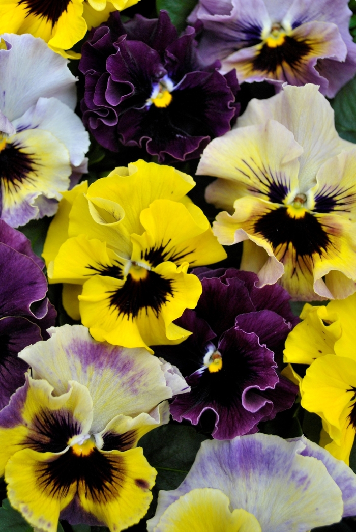 Frizzle Sizzle Mix - Pansy - Premium from Bloomfield Garden Center