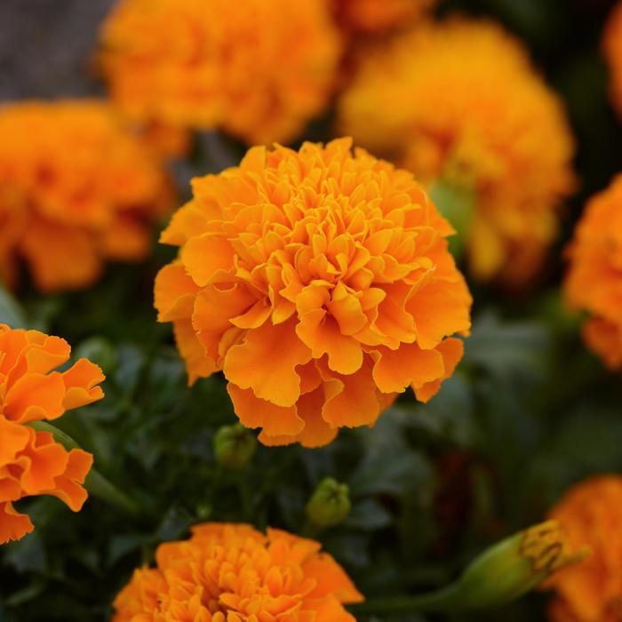 Hot Pak&trade; Orange - Marigold - French from Bloomfield Garden Center