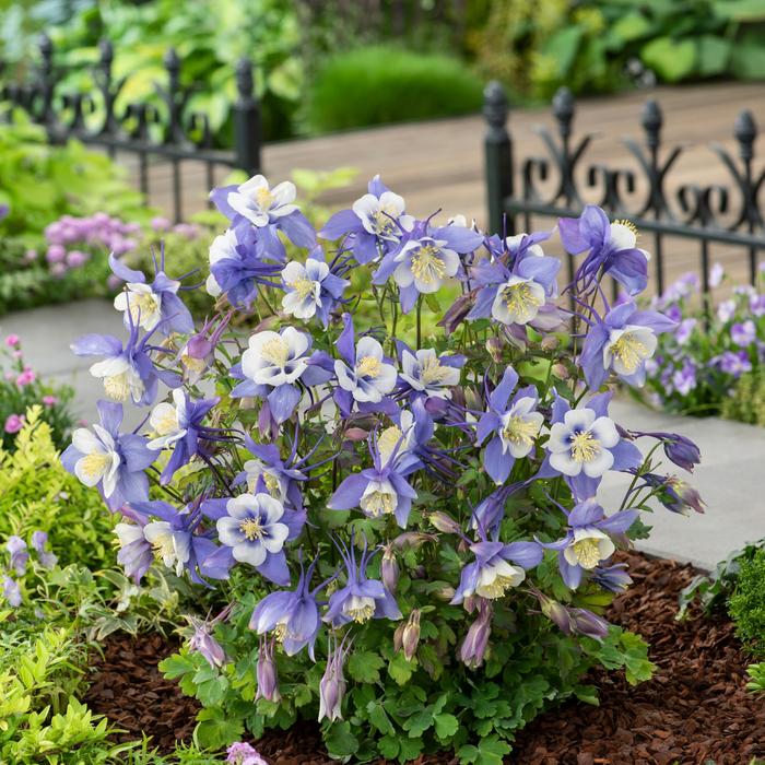 Earlybird&trade; Blue White - Aquilegia caerulea (Columbine) from Bloomfield Garden Center