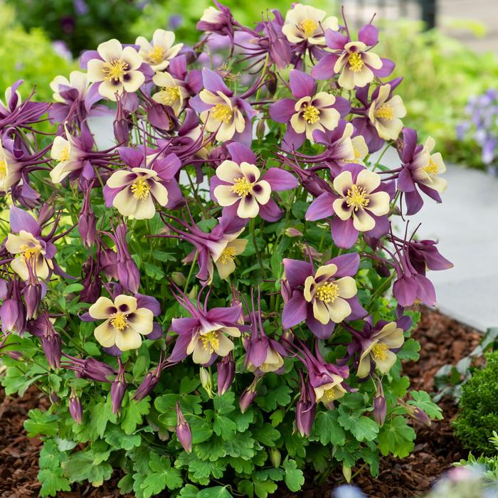 Earlybird&trade; 'Purple Yellow' - Aquilegia caerulea (Columbine) from Bloomfield Garden Center