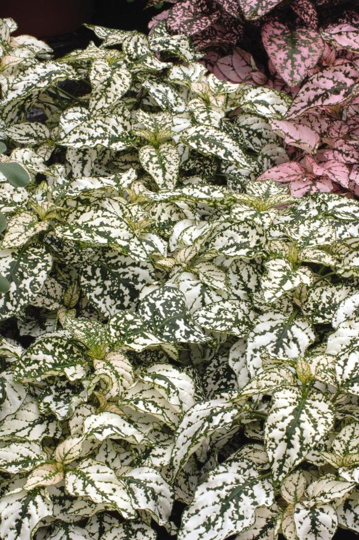 Splash Select&trade; Mix - Hypoestes phyllostachya from Bloomfield Garden Center