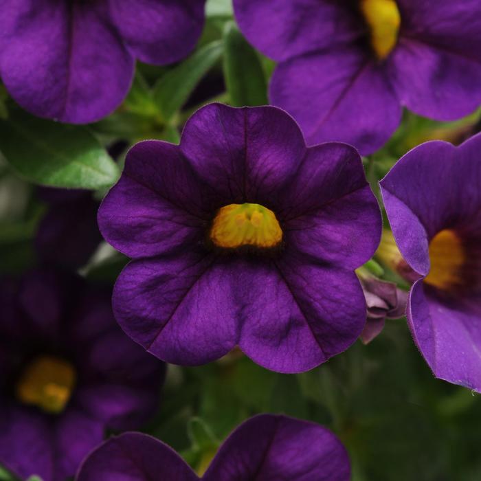 Cabaret&reg; 'Purple' - Calibrachoa (Mini Petunia) from Bloomfield Garden Center