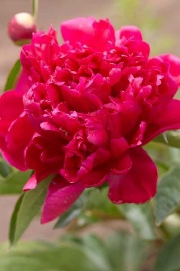 Rachel - Paeonia hybrid from Bloomfield Garden Center