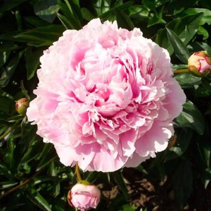 Sara Bernhardt - Paeonia hybrid from Bloomfield Garden Center