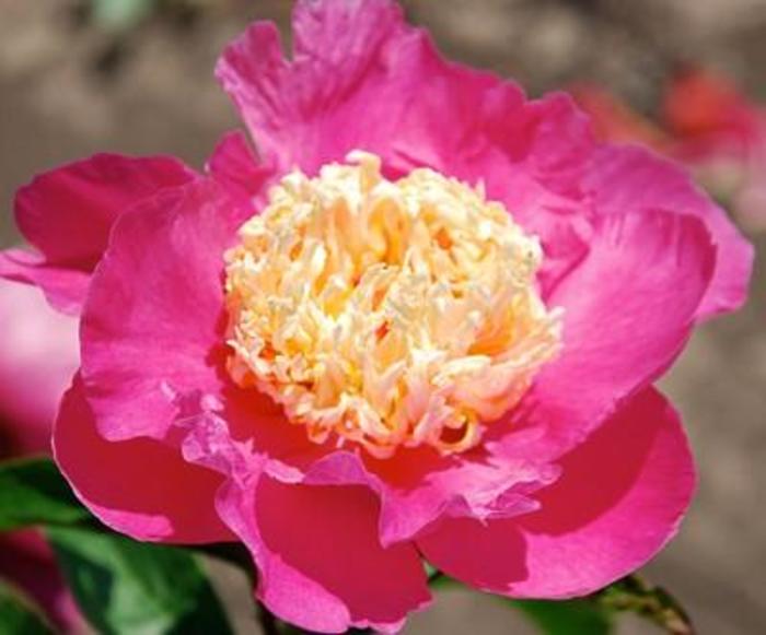 Sweet Shelly - Paeonia hybrid from Bloomfield Garden Center