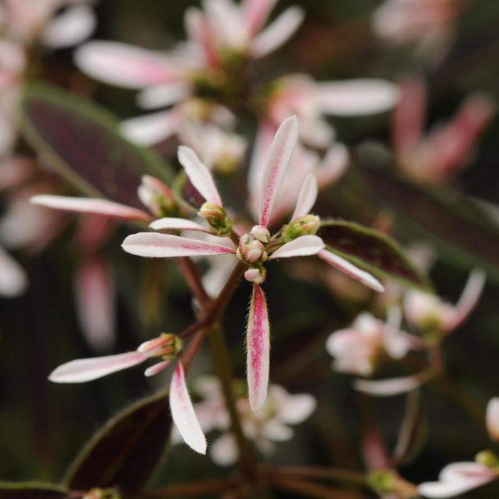 Breathless&reg; 'Blush' - Euphorbia hypericifolia from Bloomfield Garden Center