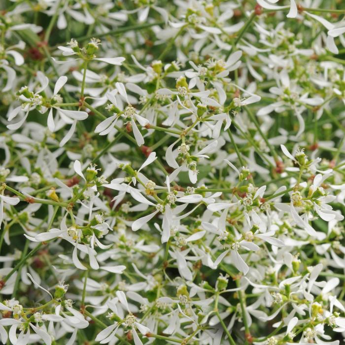Breathless&reg; White - Euphorbia hypericifolia from Bloomfield Garden Center