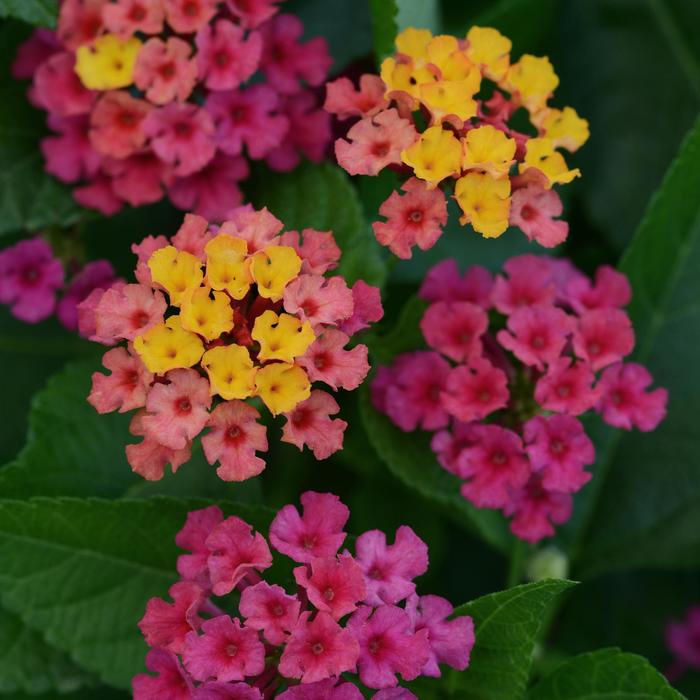 Bloomify&trade; Rose - Lantana from Bloomfield Garden Center