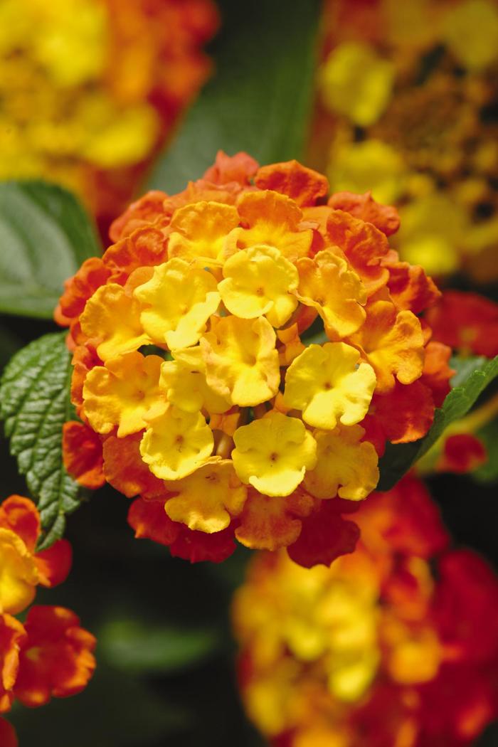 Landmark&trade; Citrus - Lantana from Bloomfield Garden Center