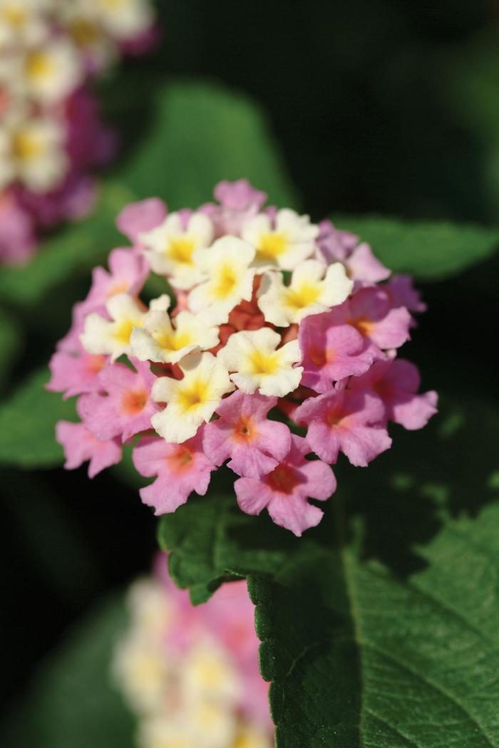 Landmark&trade; Rose Glow - Lantana from Bloomfield Garden Center