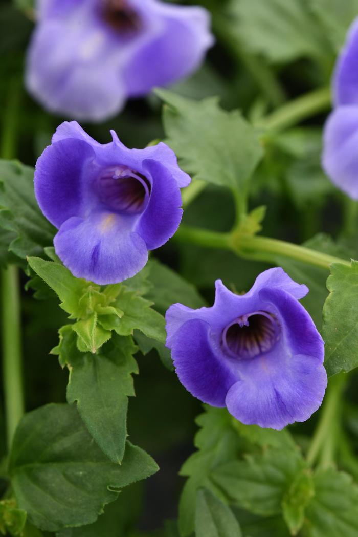 Summer Wave&reg; Large Blue - Torenia hybrid from Bloomfield Garden Center