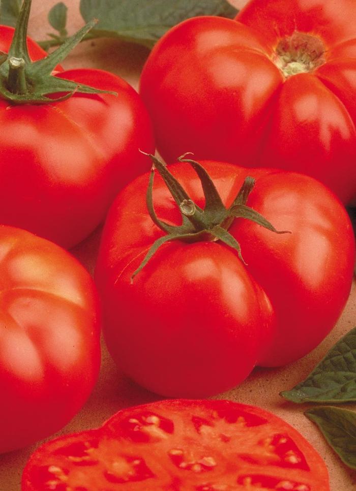 'Beefmaster' Tomato - Tomato - Beef from Bloomfield Garden Center