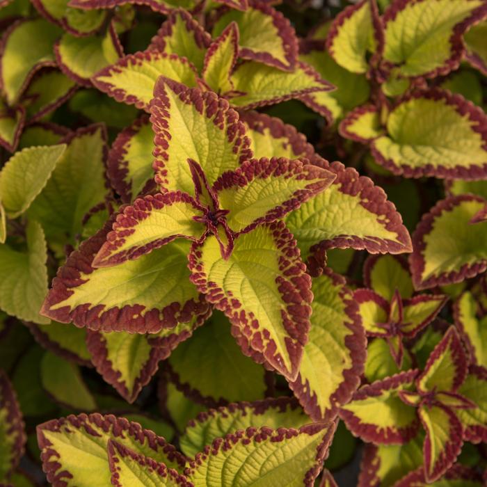 Stained Glassworks&trade; 'Velvet' - Coleus from Bloomfield Garden Center