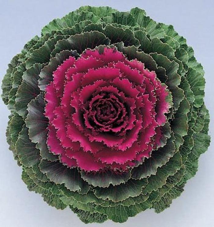 Pigeon&trade; Mix - Ornamental Kale - Flowering Kale from Bloomfield Garden Center