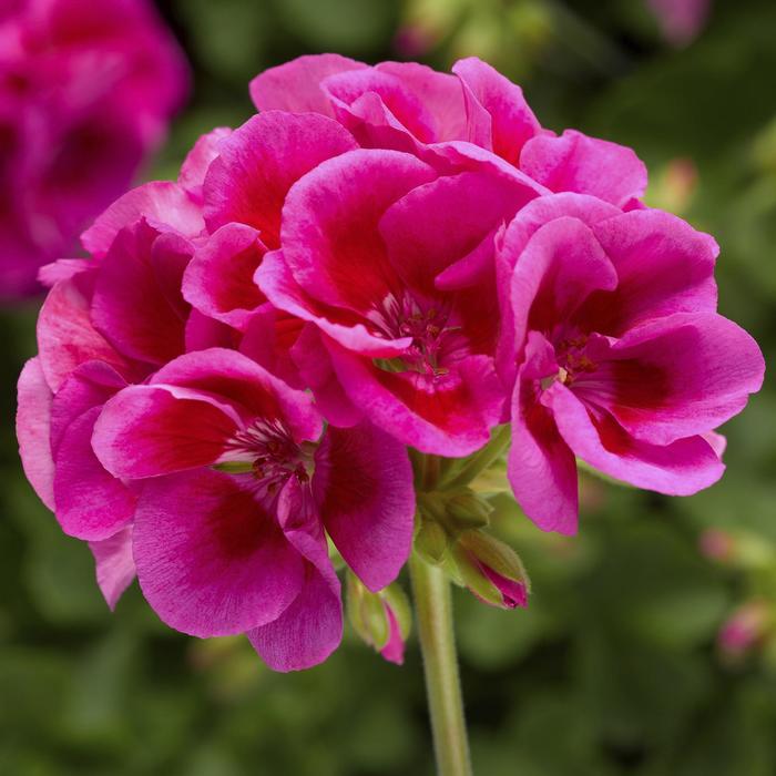 Calliope&reg; Large 'Lavender Mega Splash' - Geranium - Interspecific from Bloomfield Garden Center