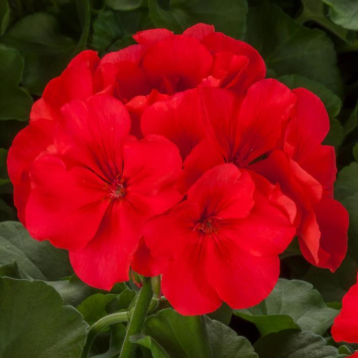 Calliope&reg; Large 'Orange Splash' - Geranium - Interspecific from Bloomfield Garden Center