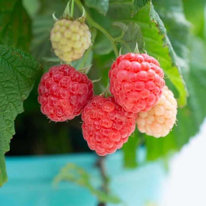 Boyne - Raspberry from Bloomfield Garden Center