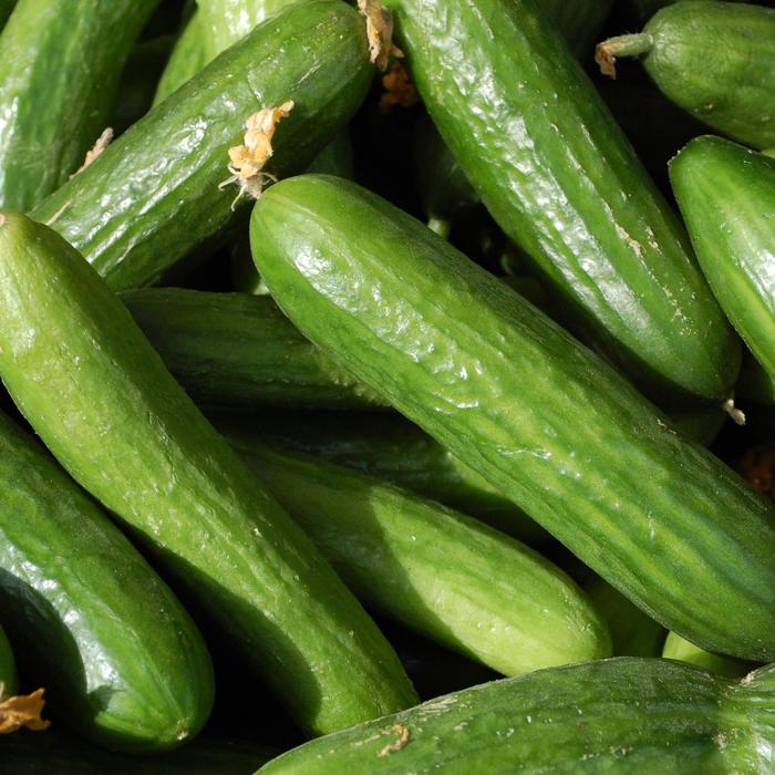 Muncher - Cucumber - Multi from Bloomfield Garden Center