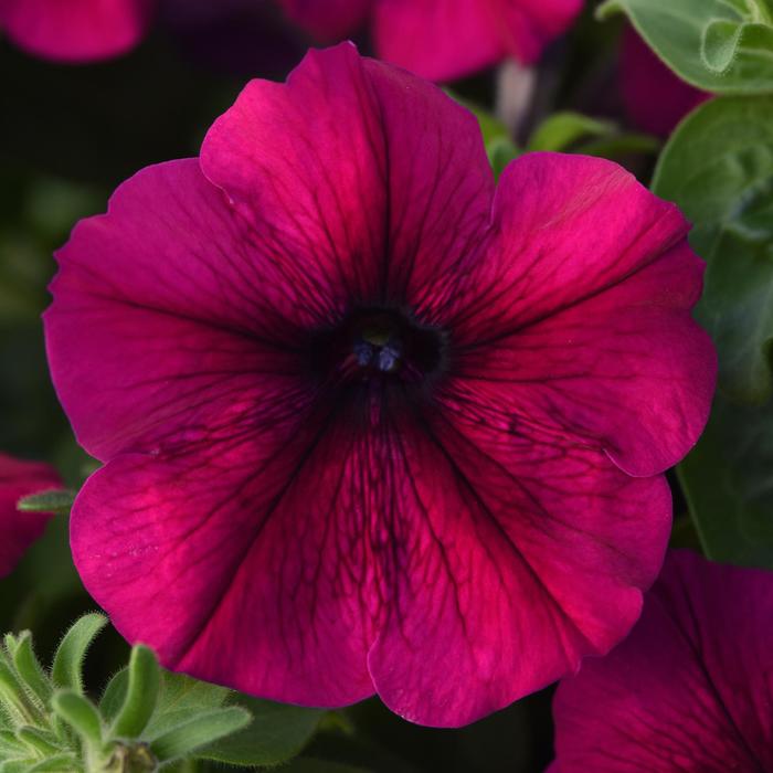 Madness&reg; Burgundy Petunia - Petunia from Bloomfield Garden Center