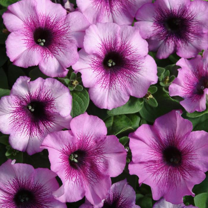 Madness&reg; Plum Crazy Imp. - Petunia from Bloomfield Garden Center