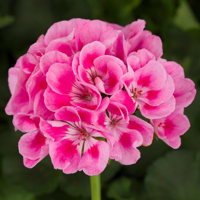 Americana Light Pink Splash - Geranium - Zonal from Bloomfield Garden Center
