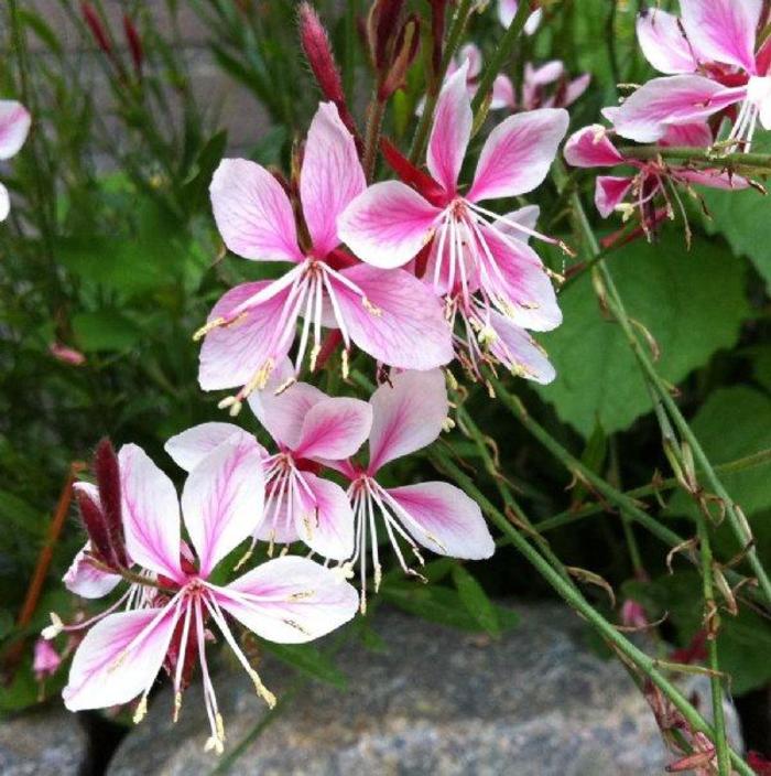 Siskiyou Pink - Gaura from Bloomfield Garden Center