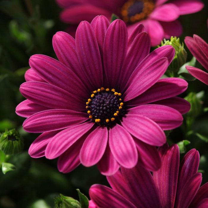 Serenity&trade; Dark Purple - Osteospermum from Bloomfield Garden Center