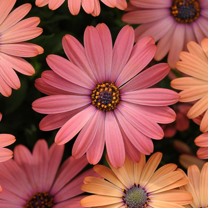 Serenity&trade; Coral Magic - Osteospermum from Bloomfield Garden Center