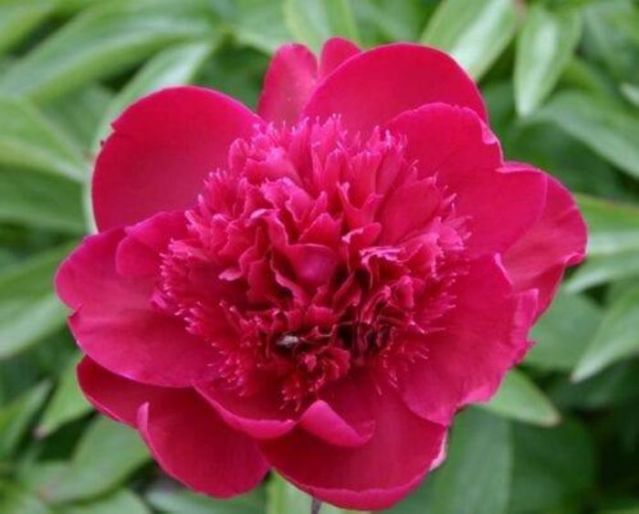 Krekler's Red - Paeonia hybrid from Bloomfield Garden Center