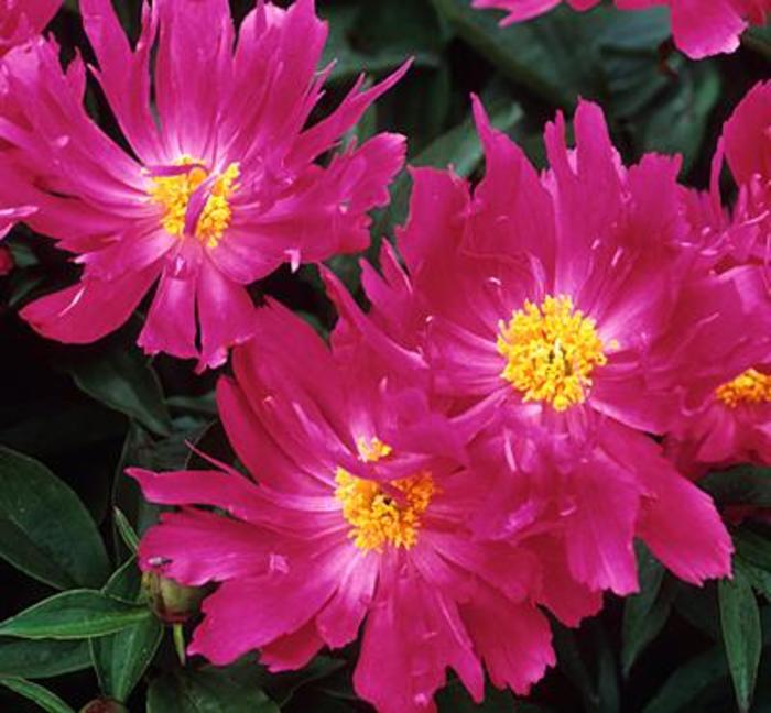 Theatrical - Paeonia lactiflora from Bloomfield Garden Center
