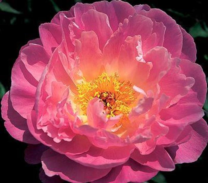 Pink Delight - Paeonia lactiflora from Bloomfield Garden Center