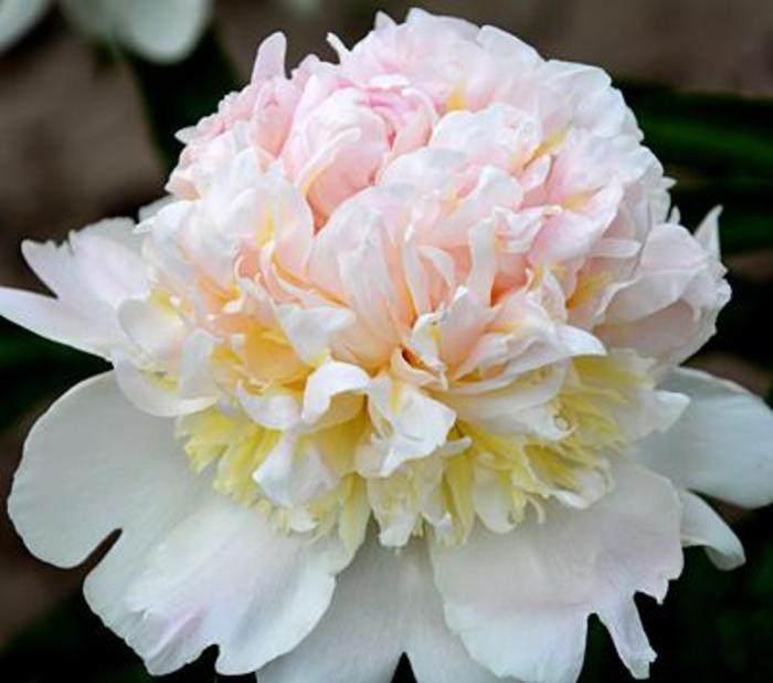 Top Brass - Paeonia lactiflora from Bloomfield Garden Center