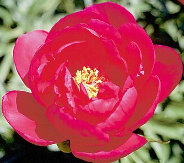 Coral Fay - Paeonia hybrid from Bloomfield Garden Center