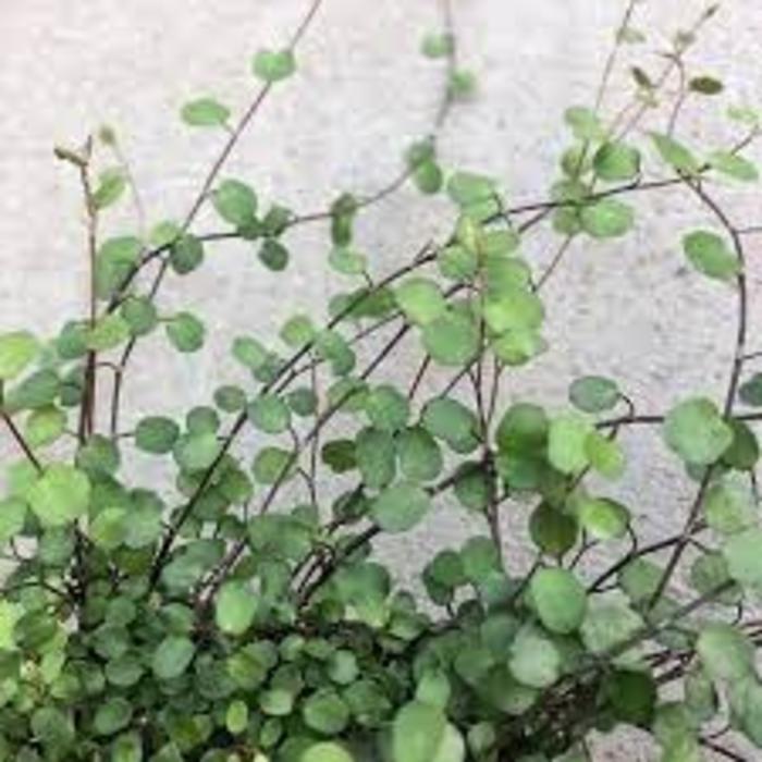 Wire Vine - Small Leaf - Muehlenbeckia complexa from Bloomfield Garden Center