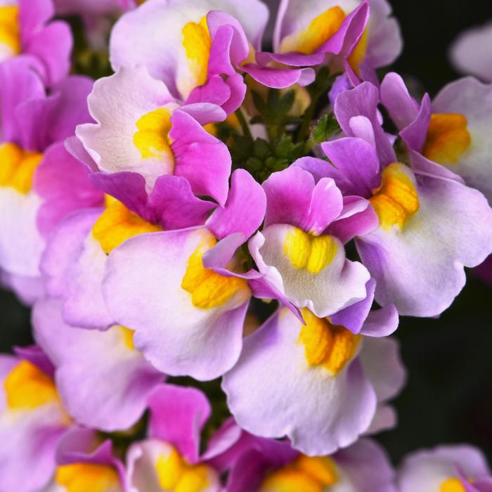 Escential&trade; 'Pinkberry' - Nemesia from Bloomfield Garden Center