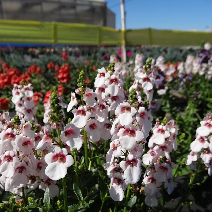 Towers of Flowers&reg; 'Cherry Blossom' - Diascia (Twinspur) from Bloomfield Garden Center