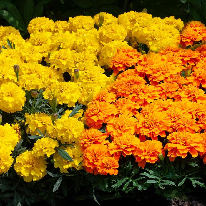 Happy&trade; Mix - Marigold - French from Bloomfield Garden Center