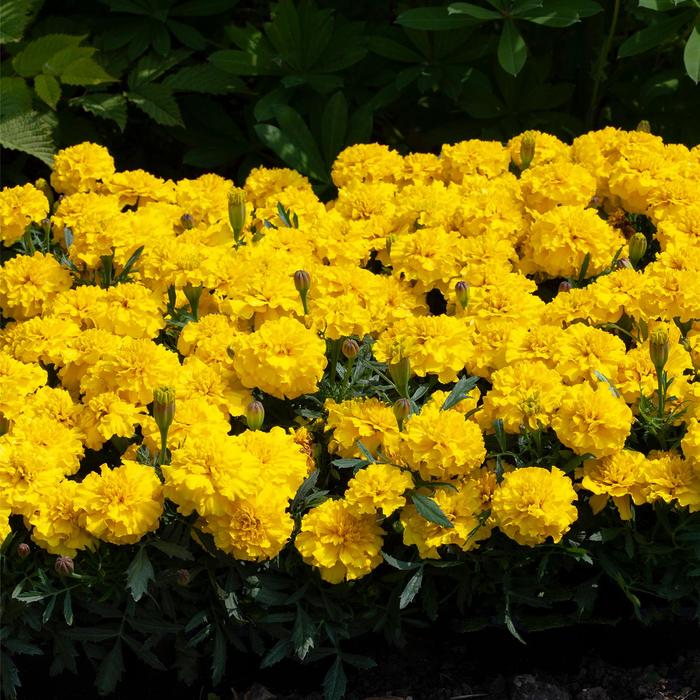Happy&trade; Yellow - Marigold - French from Bloomfield Garden Center