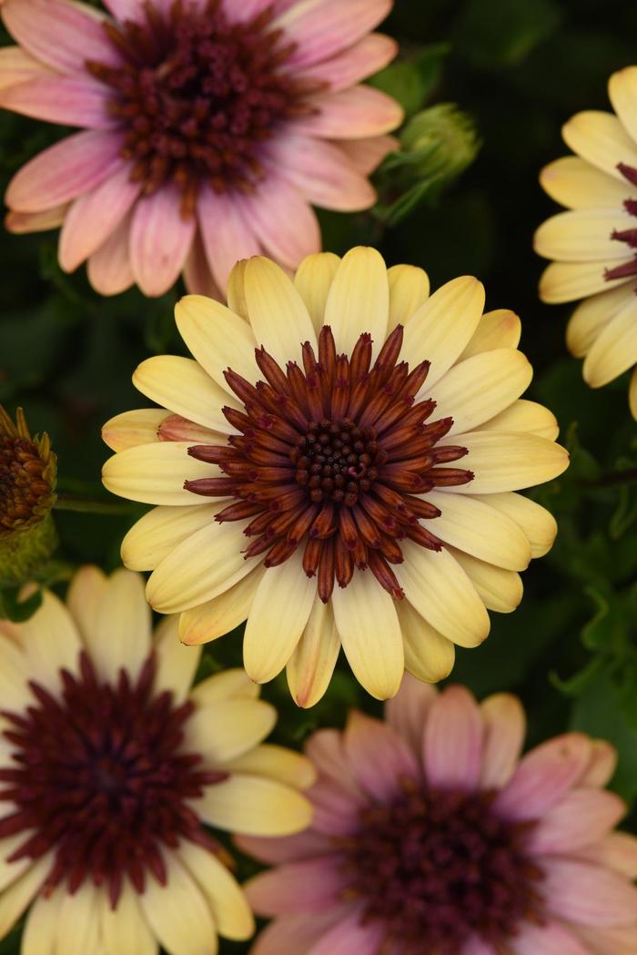 4D&trade; 'Harvest Moon' - Osteospermum (African Daisy) from Bloomfield Garden Center
