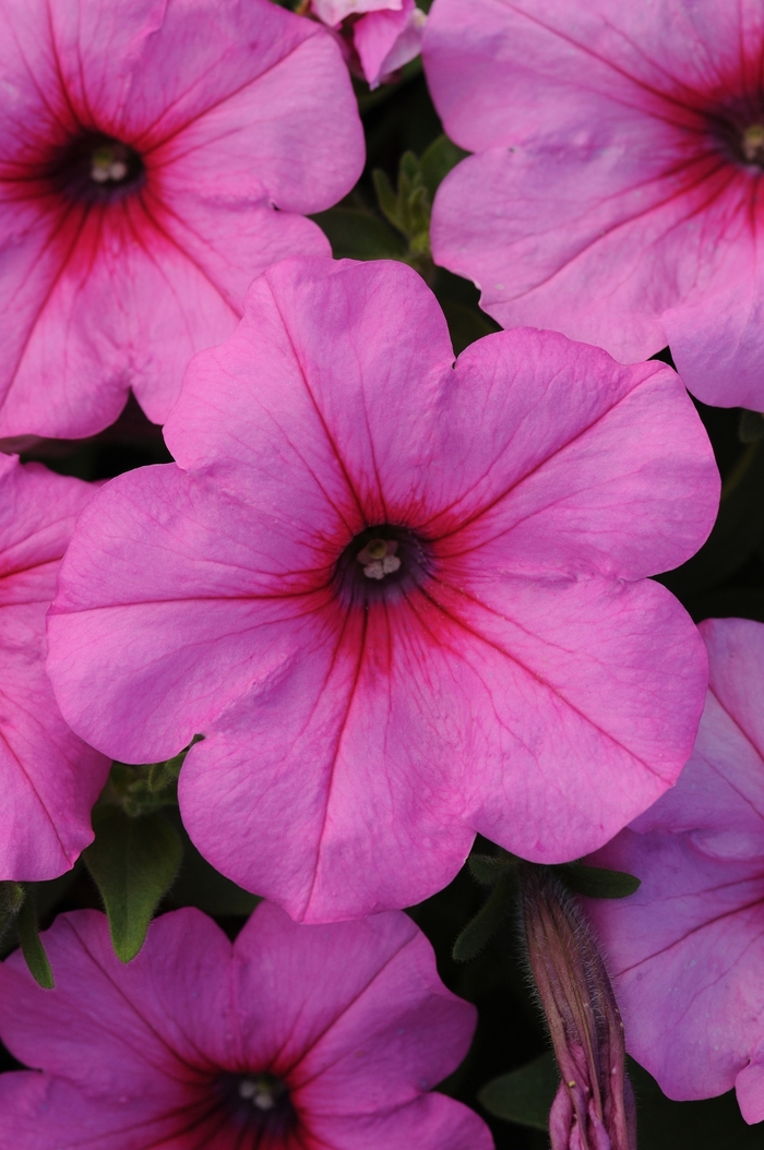 Easy Wave&reg; Pink Passion - Petunia - Easy Wave from Bloomfield Garden Center