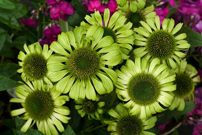 Green Jewel - Echinacea - Coneflower from Bloomfield Garden Center