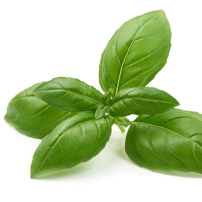 Italian Sweet Large Leaf - Basil from Bloomfield Garden Center
