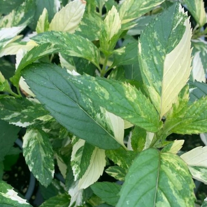 Peppermint Variegated - Mint from Bloomfield Garden Center