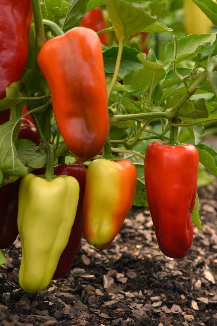 Corno Di Toro Red - Pepper - Sweet Non-Bell from Bloomfield Garden Center