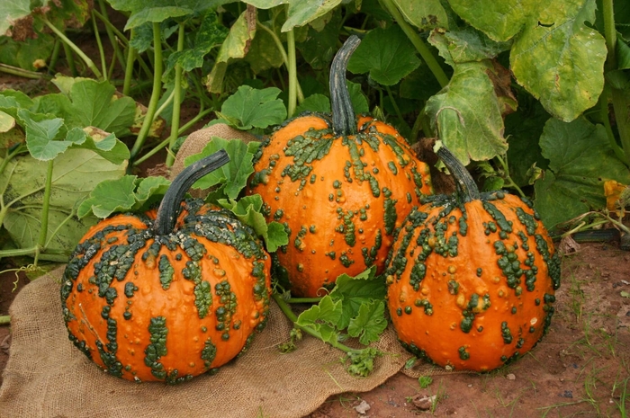 Warty Goblin - Pumpkin from Bloomfield Garden Center